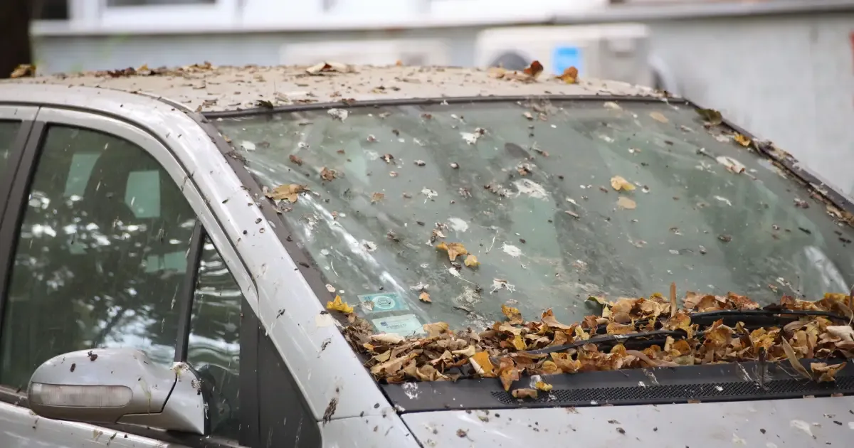 Fezes de aves podem manchar a pintura do carro; saiba como limpar