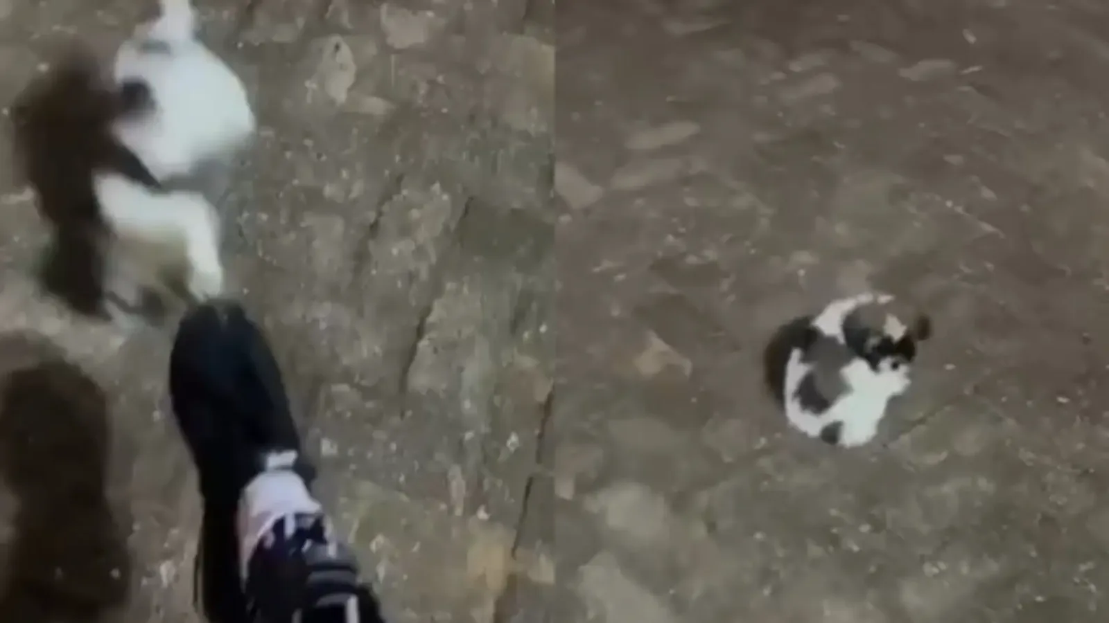 Influenciadora é detida em Aquidauana após agressões contra filhote