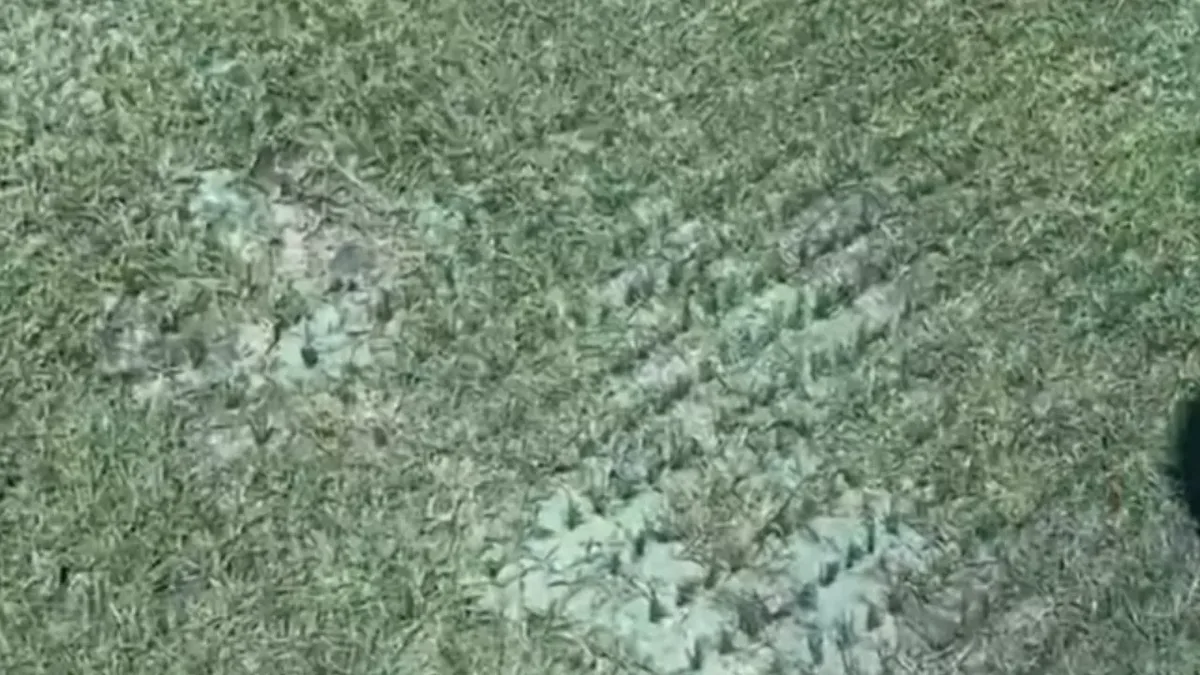Condições do gramado preocupam antes de Cowboys x Ravens no Maracanã
