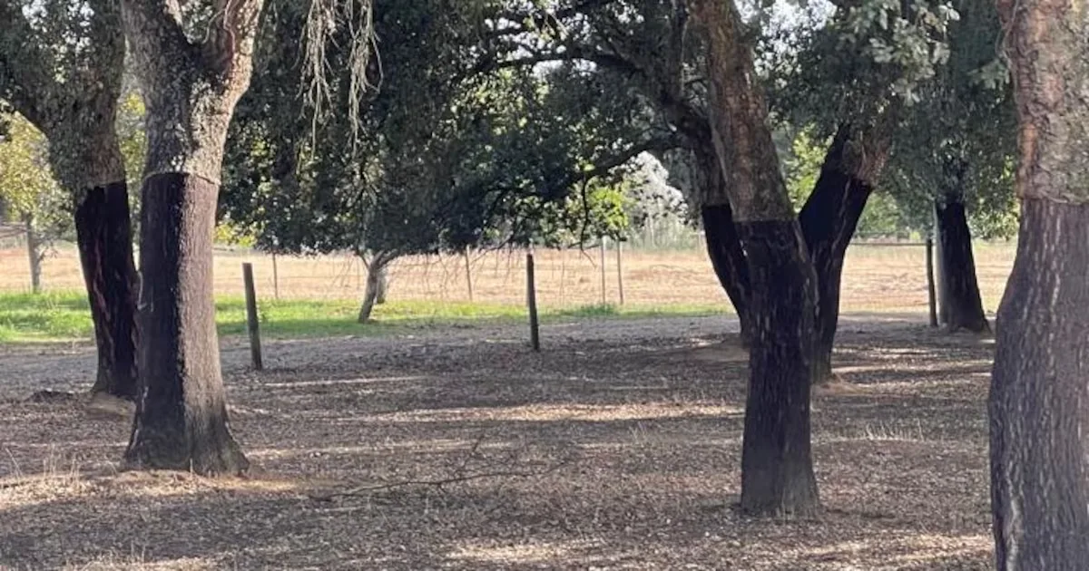Alentejo amplia práticas sustentáveis e reduz consumo de água na produção de vinho