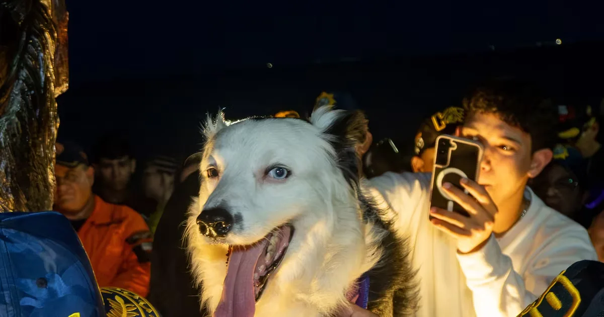 Cão resgatista Tsunami ganha estátua em Maracaibo antes de se aposentar
