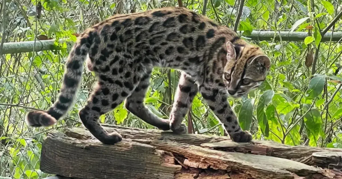 Felino identificado na Bolívia é reconhecido como nova espécie pela ciência