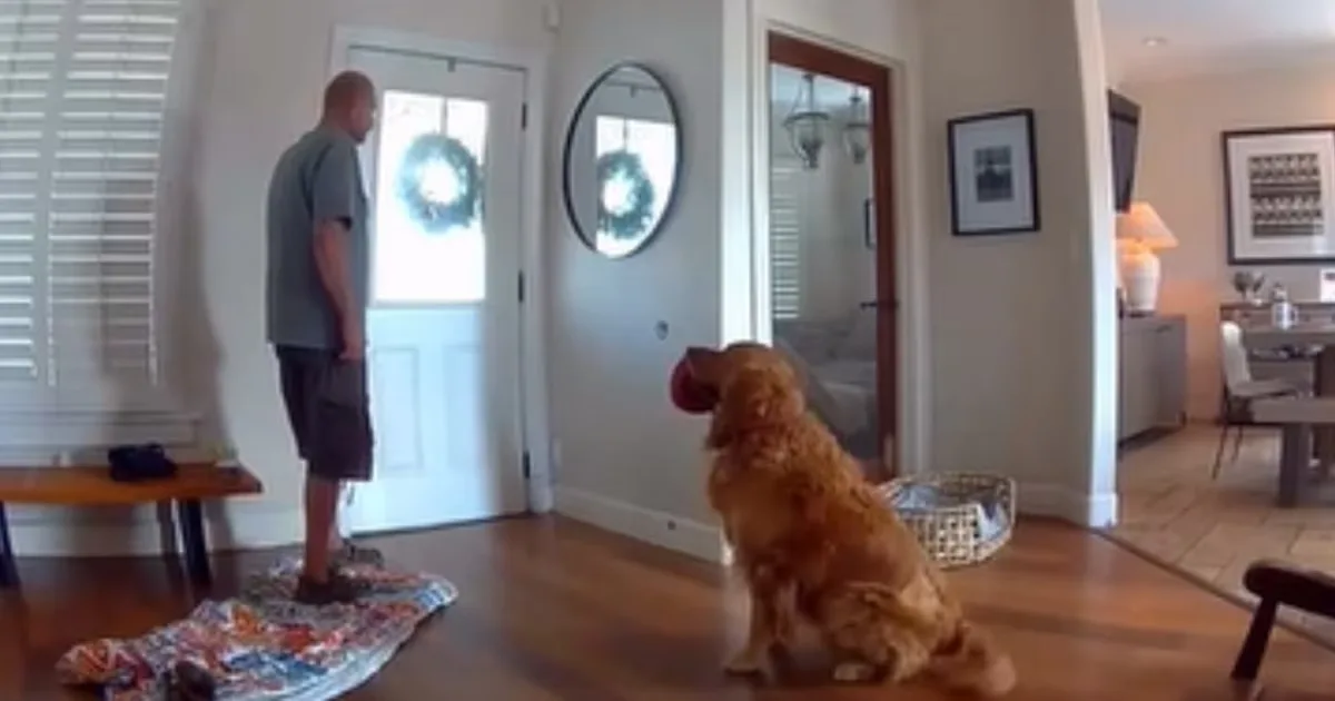 Golden tenta brincar com invasor durante furto em casa nos Estados Unidos