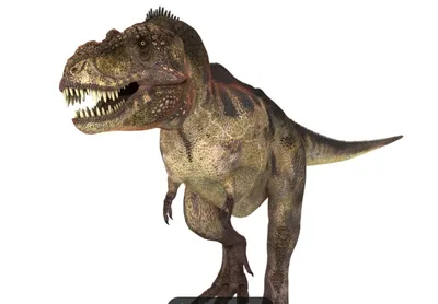 Dentes fósseis apontam temperatura corporal de 36,3°C para o T. rex