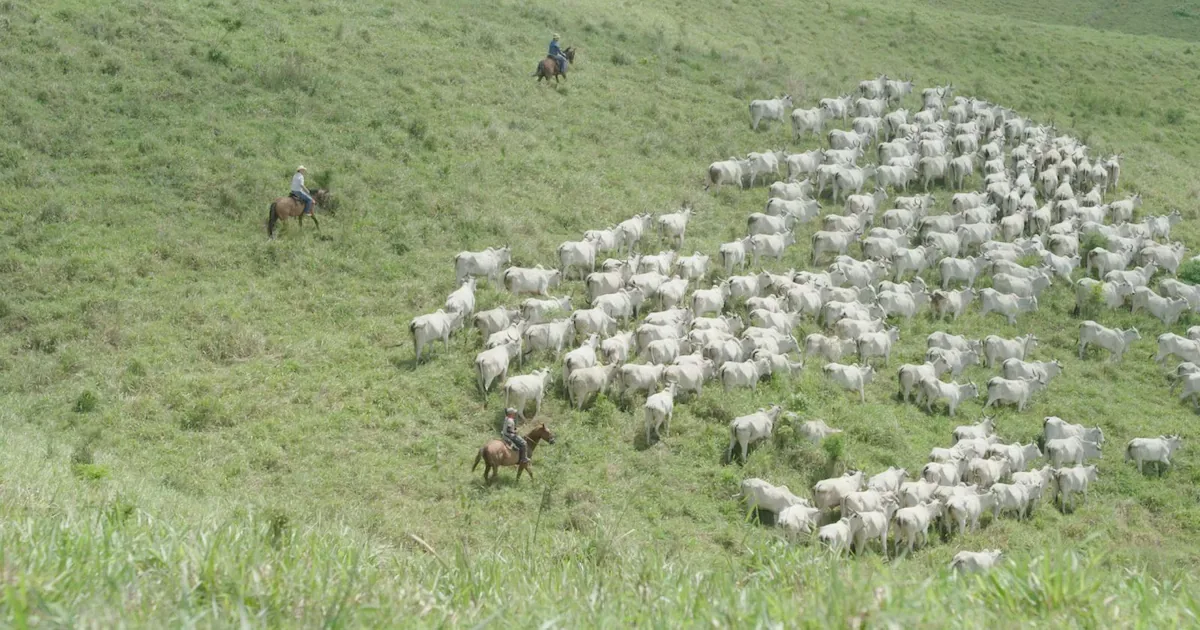 Fazenda Recanto chega a 200 anos com foco na genética Nelore