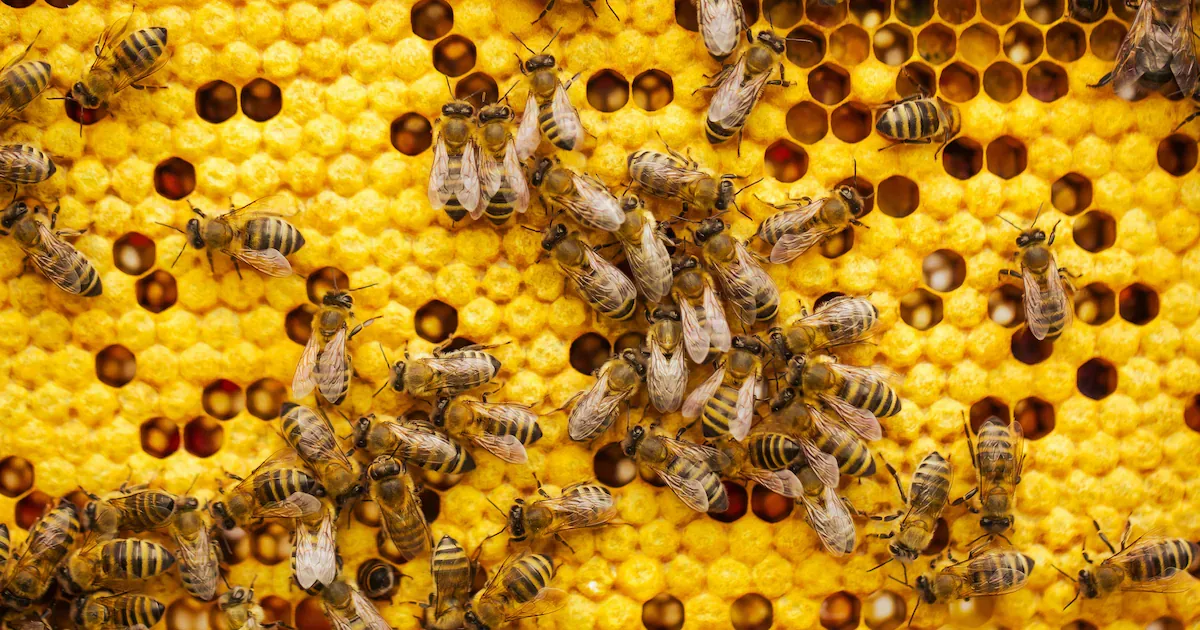 Startup brasileira pesquisa nanopartículas para combater plantas daninhas resistentes