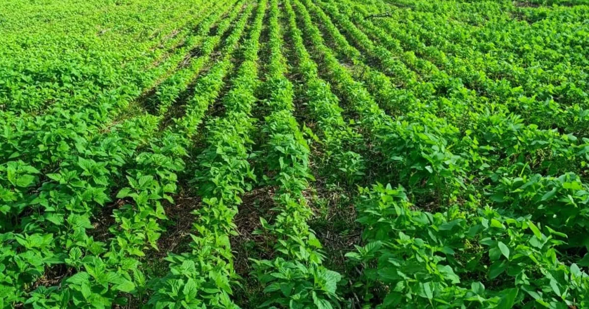 Gergelim amplia espaço na safrinha como alternativa de menor risco ao milho