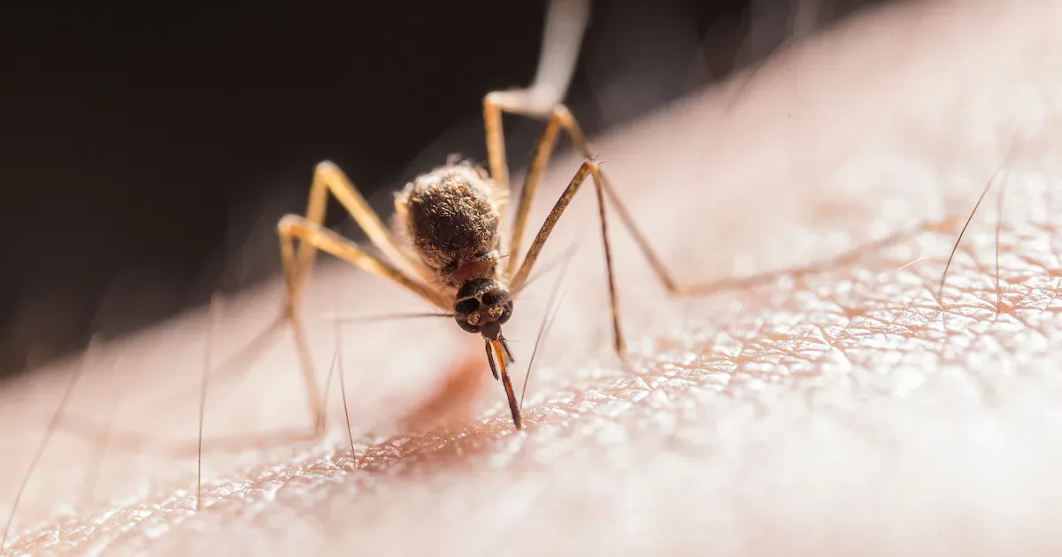 A saliva do mosquito pode definir a intensidade da reação na pele
