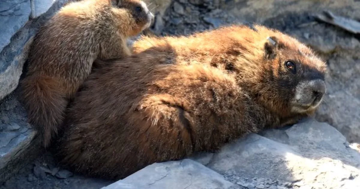 Vídeos de marmotas ajudam laboratório dos EUA a financiar pesquisas