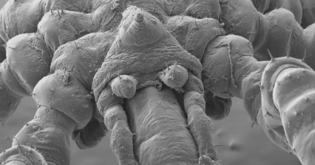 Cientistas identificam duas novas espécies de aranhas-do-mar no Canadá