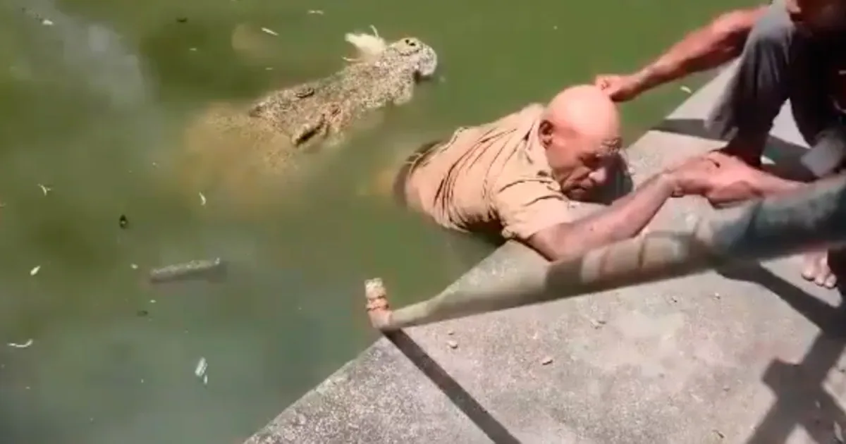 Tratador morre após ataque de crocodilo durante alimentação em Papua-Nova Guiné