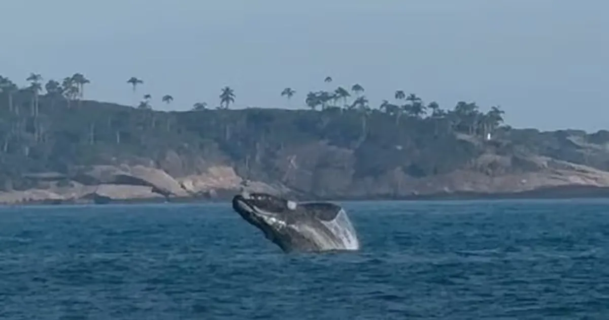 Baleia-franca é identificada no Leblon após série de saltos no mar