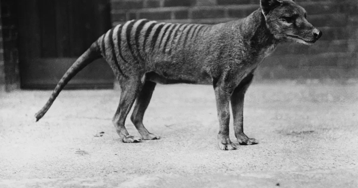 Crânio revela que o tigre da Tasmânia caçava presas menores que o gado