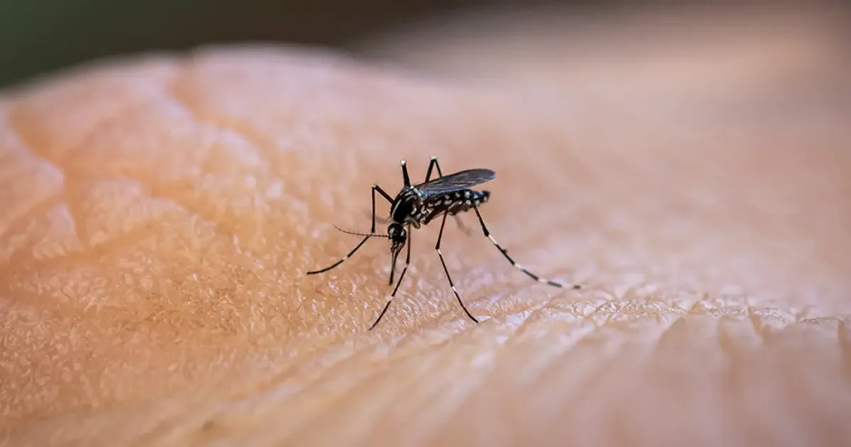 A resposta do corpo à picada de mosquito pode mudar com o tempo