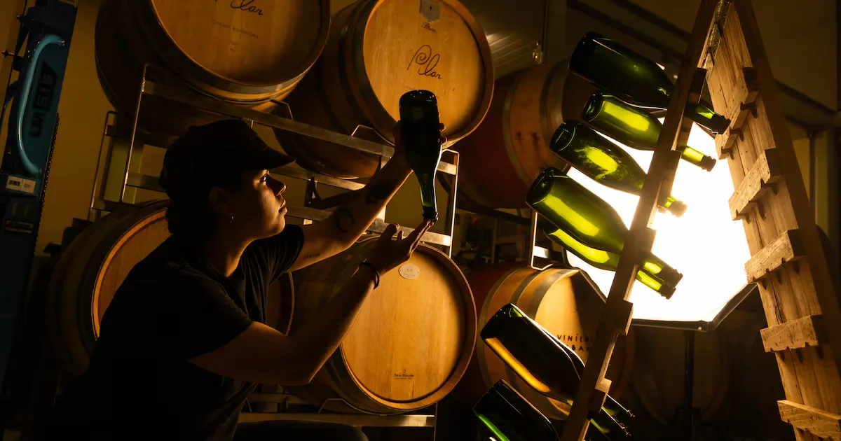 São Paulo transforma bairros em polos de produção e experiência do vinho