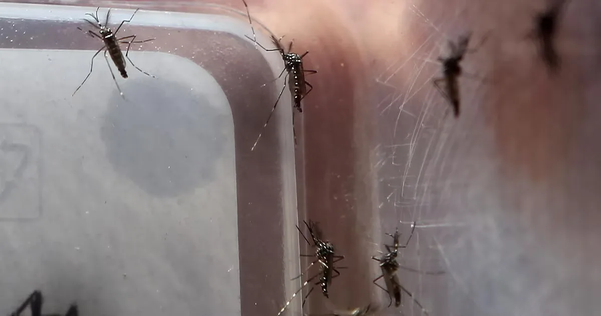 Flórida registra maior surto local de dengue dos EUA continentais em décadas