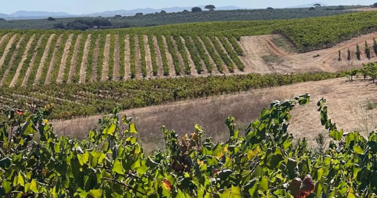 Alentejo cria critérios para classificar vinhas velhas e centenárias