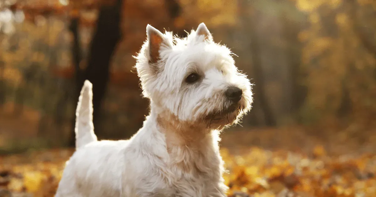 Da caça à companhia: cães que foram desenvolvidos nas Terras Altas da Escócia