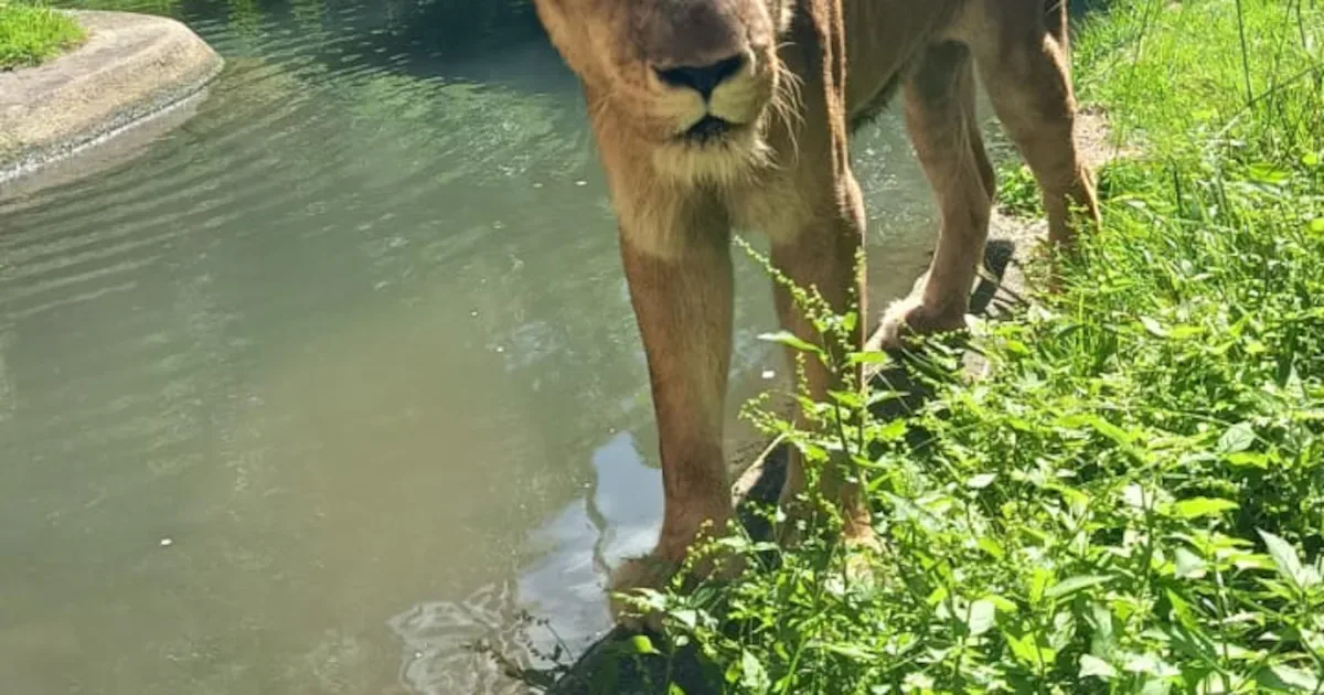 Leoa Mimi será submetida a procedimento veterinário com anestesia geral em João Pessoa