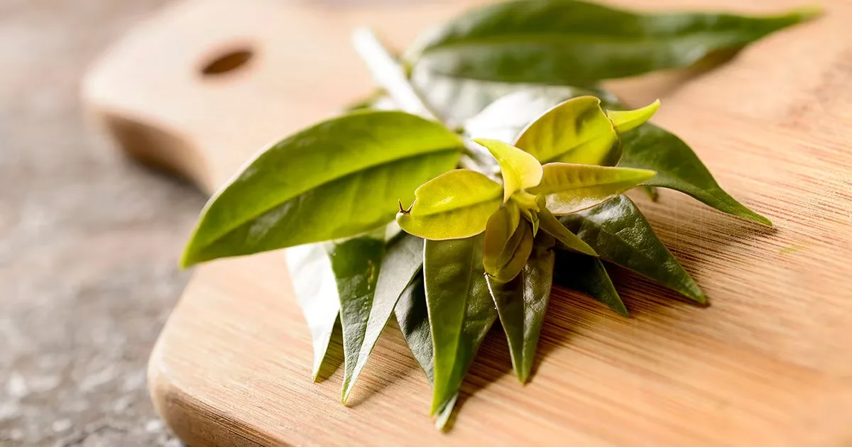 Suco de ora-pro-nóbis reúne folhas, frutas e vegetais em receita simples